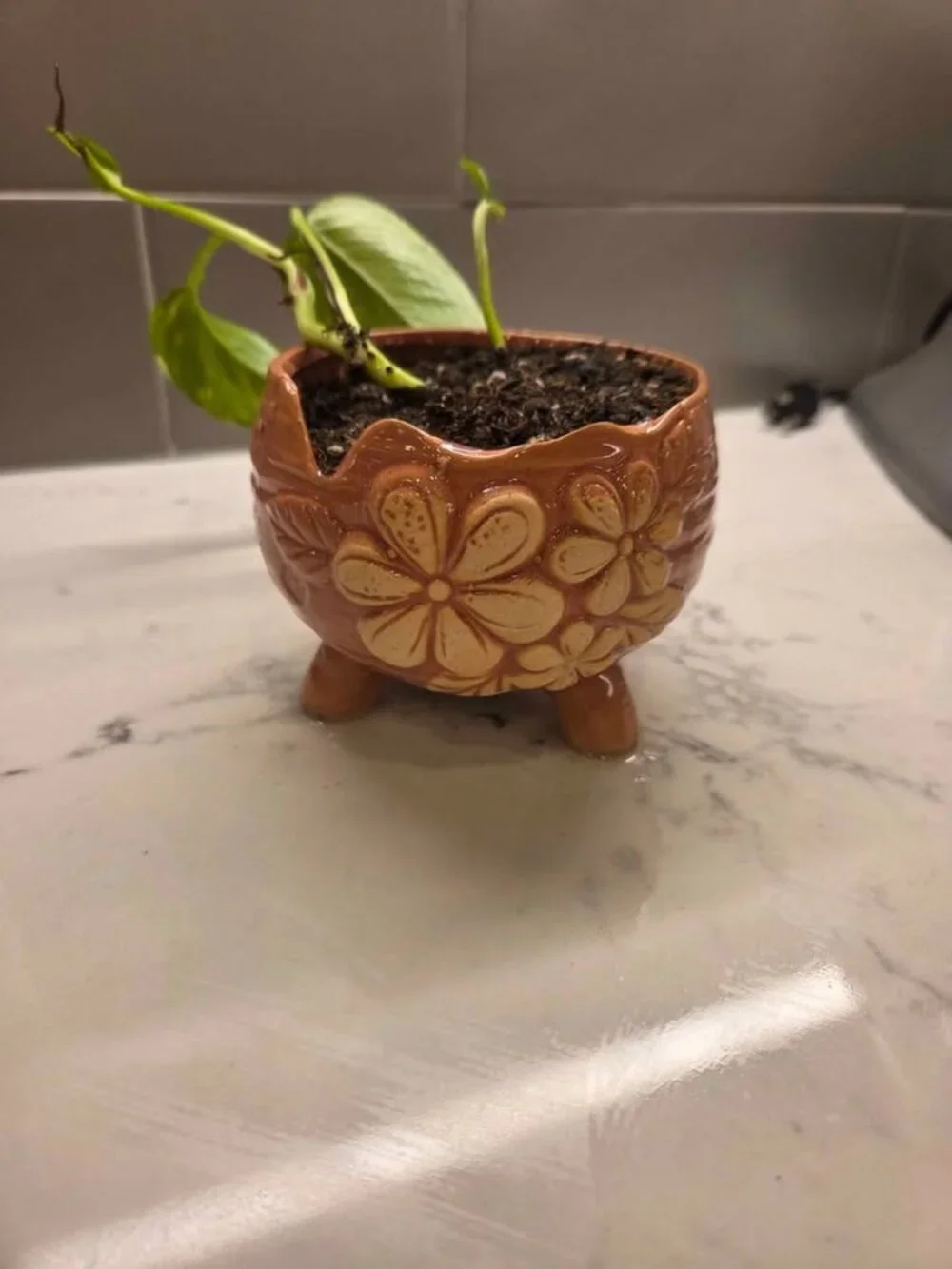 Pottery peice pink color plant pot with gold pothos